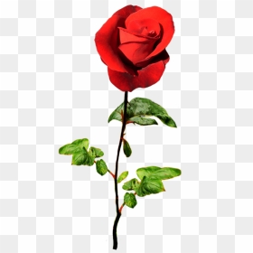 Red Rose For A Valentine Greeting - Valentine Flower Png, Transparent Png - rose png