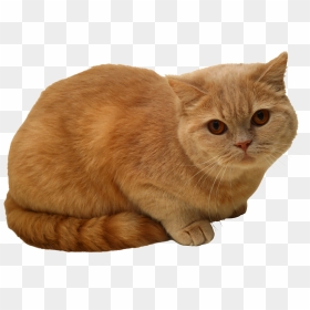 Sitting Cat Png, Transparent Png - cat png