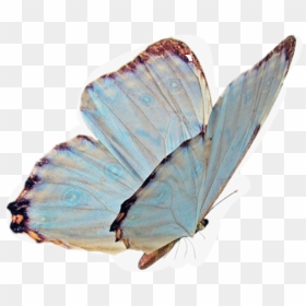 🪐 - Transparent Niche Meme Pngs, Png Download - butterfly png