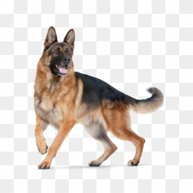 Dog Png For Editing, Transparent Png - dog png