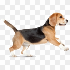 Dog Png Image, Dogs, Puppy Pictures Free Download - Dog Png Walking, Transparent Png - dog png