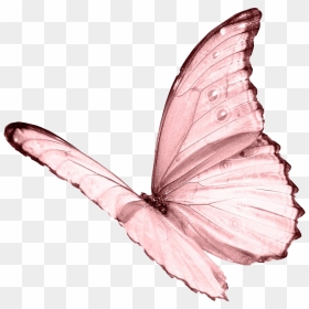 Pink Butterfly Png Image Transparent Background - Transparent Background Butterfly Png, Png Download - butterfly png
