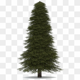 Download Fir Tree Png Image - Transparent Background Evergreen Tree Png, Png Download - christmas tree png
