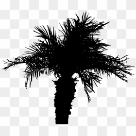 Date Palm Tree Silhouette Png, Transparent Png - palm tree png