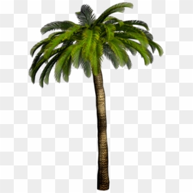 Palmtree Png Free Download - Palmera Png, Transparent Png - palm tree png