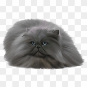 Gray Cat Png - Ragdoll And Norwegian Forest Cat, Transparent Png - cat png