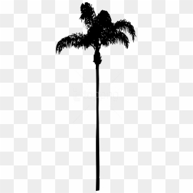 Free Png Palm Tree Png - Palm Tree With No Background, Transparent Png - palm tree png