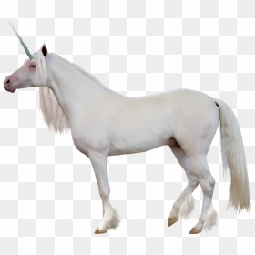 Unicorn Png - White Horse Side View, Transparent Png - unicorn png