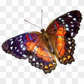 Multicolour Butterfly Png - Transparent Background Butterfly Png, Png Download - butterfly png