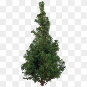 Artificial Christmas Tree Png Pic - Psd, Transparent Png - christmas tree png