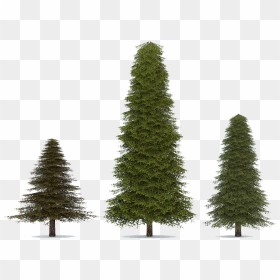 Download Fir Tree Png Transparent Image For Designing - Transparent Evergreen Trees Png, Png Download - christmas tree png