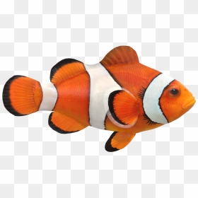 Clown Fish Png Image File - Clown Fish Png, Transparent Png - fish png