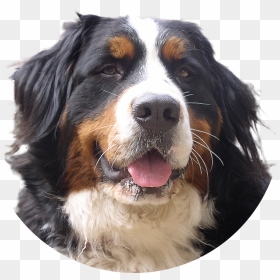 Dogs Png Image Without Background - Bernese Mountain Dog Transparent, Png Download - dog png