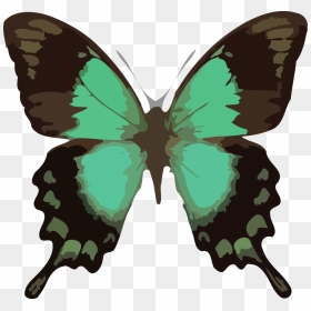 Butterfly Png Clipart Download Png - Papilio Lorquinianus, Transparent Png - butterfly png