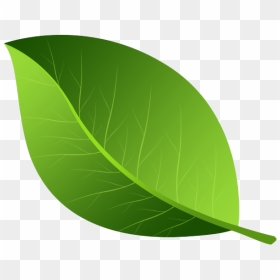 Green Leaves Png Photos - Leaves Clipart, Transparent Png - leaf png