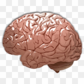 Human Brain Color - Human Brain Transparent Background, HD Png Download - brain png