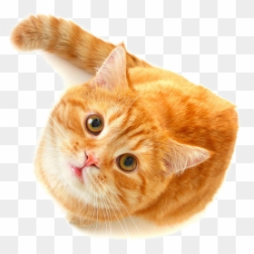 Cute Cat Png Free Download - National Kiss A Ginger Day Cat, Transparent Png - cat png