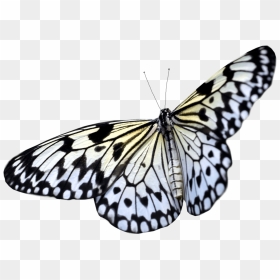 Transparent Butterfly Png - Transparent Background Butterfly Png, Png Download - butterfly png