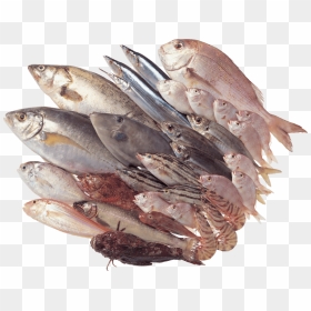 Free Png Fish Png Images Transparent - Big Fishes Png, Png Download - fish png