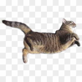 Png Transparent Cat Jumping Png, Png Download - cat png