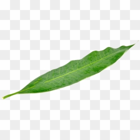 Leaf Mango Green Mangifera Indica - Transparent Mango Leaf Png, Png Download - leaf png