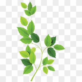 Green Leaves Free Png, Transparent Png - leaf png