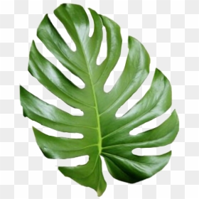 Tropical Png Tumblr - Transparent Tropical Leaves Png, Png Download - leaf png