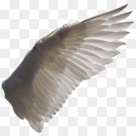 Wing Png 1 By Evelivesey - Bird Wings Transparent Background, Png Download - wings png