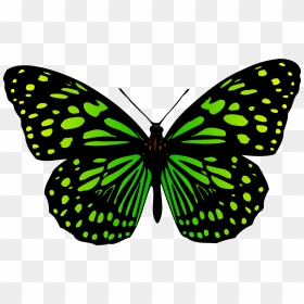 Butterfly Clip Arts - Butterfly Images Drawing With Colour, HD Png Download - butterfly png