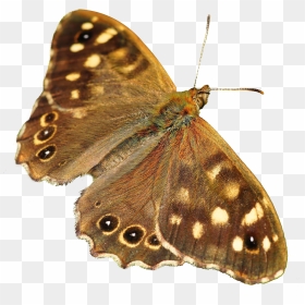Butterfly - Moth Transparent, HD Png Download - butterfly png