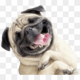 Happy Dog Png - Happy Dog Transparent Png, Png Download - dog png