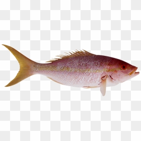 Fish Png - أسماك Png, Transparent Png - fish png