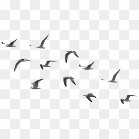Bird Png File - Flock Of Birds Flying Png, Transparent Png - bird png