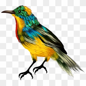 Colourful Bird Png Clipart - Picsart Birds Png Hd, Transparent Png - bird png