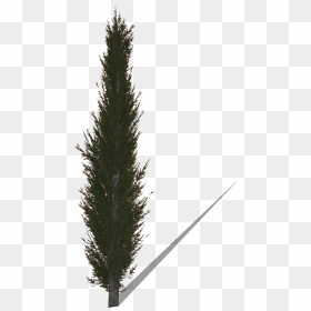 Christmas Tree , Png Download - Cypress Png, Transparent Png - christmas tree png