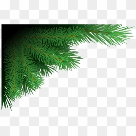 Xmas Tree Branches Png Image - Png Format Christmas Tree Png, Transparent Png - christmas tree png