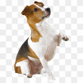 Dog Holding Paw Up Transparent Png Image - Dog Looking Up Png, Png Download - dog png