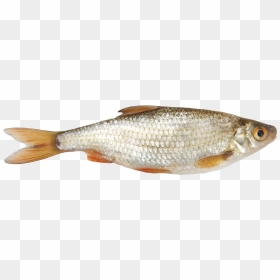 Download This High Resolution Fish Png Picture - Roach Fish Png, Transparent Png - fish png