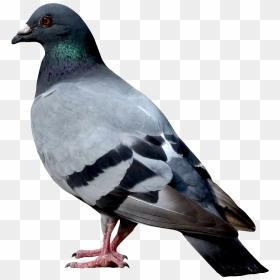 Pigeon Png, Transparent Png - bird png