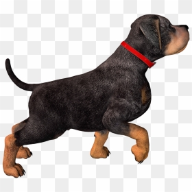 Dog With Collar Png, Transparent Png - dog png