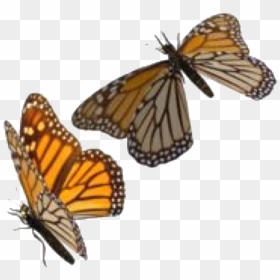 Transparent Background Monarch Butterflies Png, Png Download - butterfly png