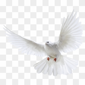 15 Flying Dove Png For Free Download On Mbtskoudsalg - Transparent Background Flying Pigeon Png, Png Download - dove png