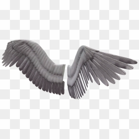 Angel Wings Png Image Background - Bird Wings Transparent Background, Png Download - wings png