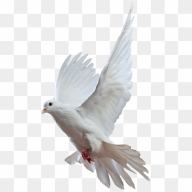 Pigeon Png Kabutar Png- - Bird Dove Png, Transparent Png - dove png