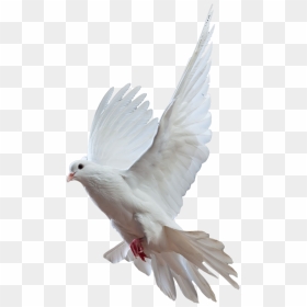 Pigeon Png Kabutar Png- - Bird Dove Png, Transparent Png - vhv