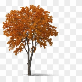 Fall Tree Png Transparent - Transparent Fall Tree Png, Png Download - trees png