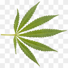 Marijuana Closeup Weed Png - Weed Leaf Transparent Background, Png Download - weed png