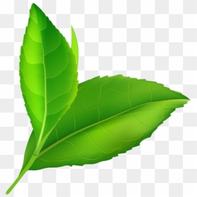 Transparent Background Green Leaf Png, Png Download - leaf png