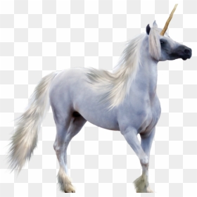 Unicorn Png Transparent Images - Pegasus Horse With Horn, Png Download - unicorn png