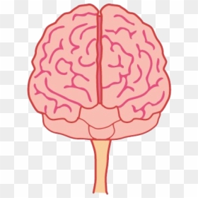 Animated Brain Png Free Download - Brain Front View Png, Transparent Png - brain png
